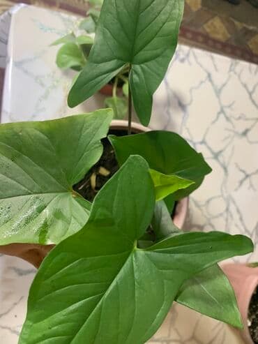 оптом овощи и фрукты: Комнатные растения в горшках
Дешево — 18