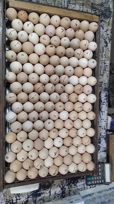 инкубаторские яйца: Продаю | Инкубационные яйца — 3