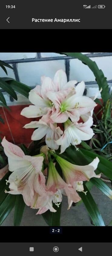 уй емерек: Банандар — 2