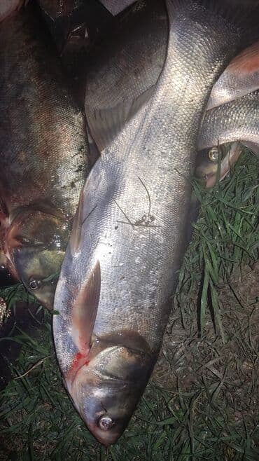 темир меш сатылат: Рыба толстолоб оптом — 3