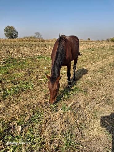 продажа щенков немецкой овчарки с документами в бишкеке: Продаю | Кобыла (самка) | Рабочий — 1