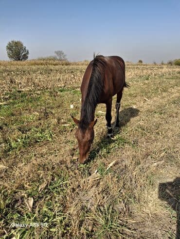 отдам котенка в добрые руки: Сатам | Бээ (ургаачы) | Көбөйтүү үчүн | Асыл тукумдуу — 1