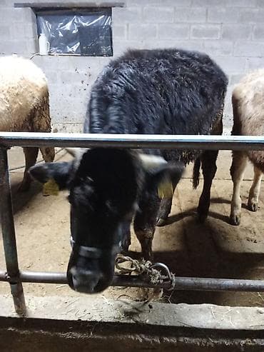 Продаю | Бык (самец) | На откорм | Привязанные