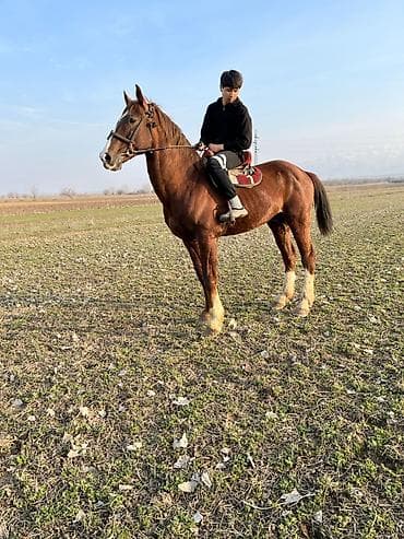 ат бишкек: Сатам | Байтал | Жумушка — 1