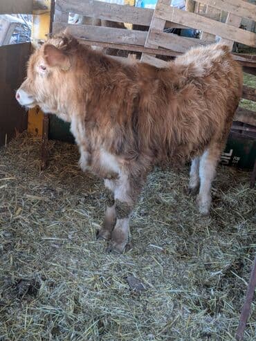 бычки ангусы: Продаю | Бык (самец) | Швицкая | На откорм — 6