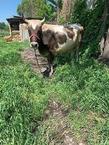дойный апарат: Продаю | Корова (самка) | Для молока — 2