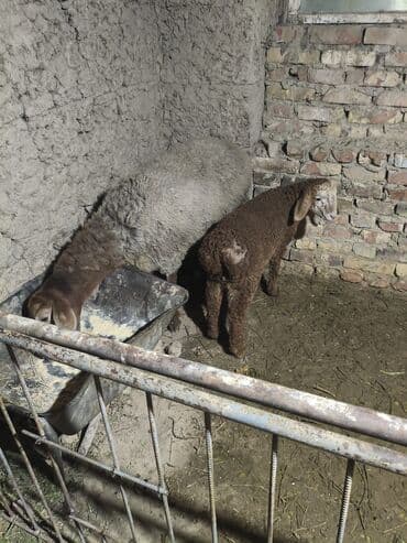 Үй жаныбарлары үчүн товарлар: Сатам | Ургаачы кой (ургаачы) | Көбөйтүү үчүн | Ургаачы — 5