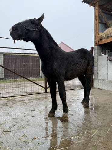 вислоухие кошки бишкек: Продаю | Жеребец | Конный спорт, Для разведения — 9