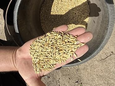 зерновой целка: Арпа сатылат 30тонна 
Продается ячмень 30т по 27c — 1