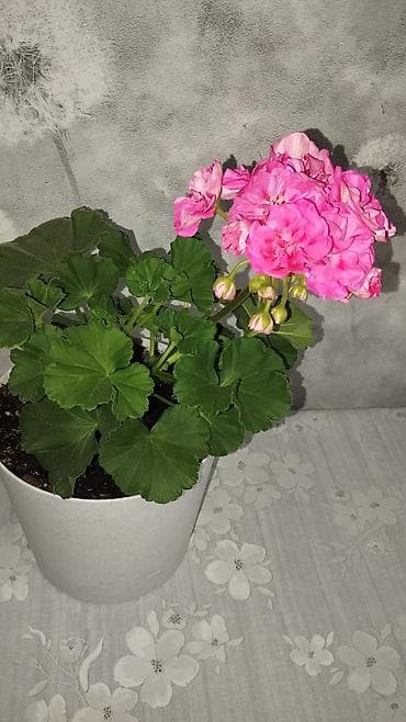 Пеларгония (герань) в горшке – комнатные цветы с крупными шаровидными