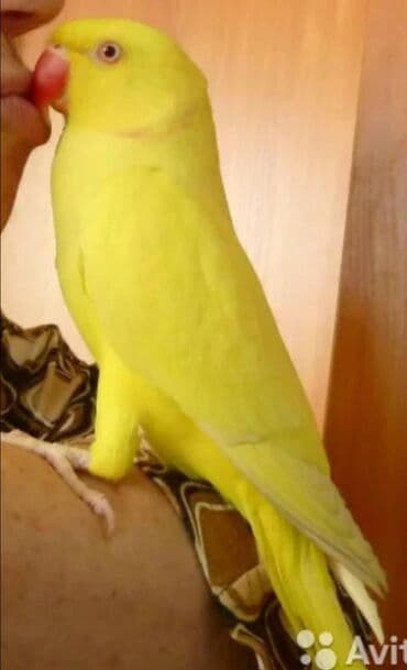 домашняя курица бишкек: Птенцы Ожиреловых попугаев хорошо приручаются к разговору и к рукам — 4