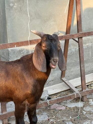 породистые козы: Продаю | Козлёнок | Битал | Для разведения | Осеменитель, Племенные — 2