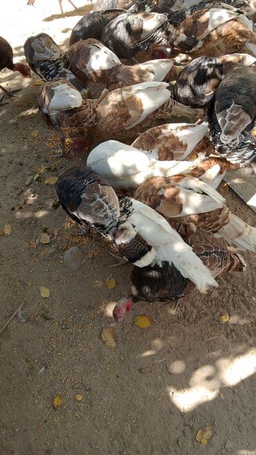 домашние птицы: Продаю | Индюшка (самка) | На забой | Племенные — 1