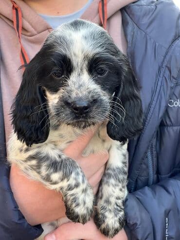 куда отдать собаку бишкек: Щенки спаниеля (окрас черно-пегий, пятнистый). Компактные, с длинными — 1