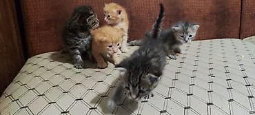 Үй жаныбарлары: Котята, помёт из 5 малышей, 2 рыжих мальчика, 1 тигровый мальчик, 1 — 4
