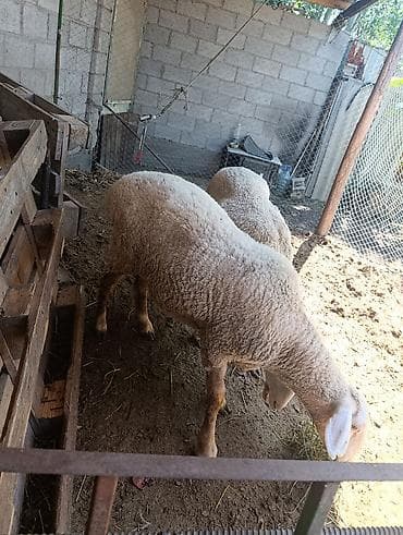 дакан ветнам: Продаю | Овца (самка) | На забой — 3