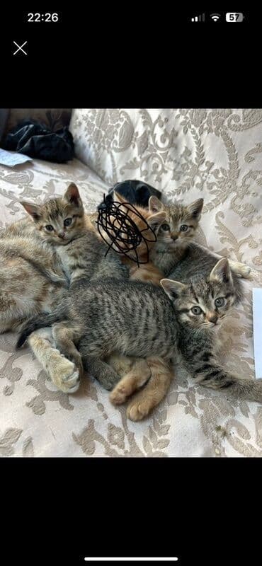 Иттер: Котята-дворяшки, тигровые и серо-бежевые окрасы. На фото видно 3 — 1