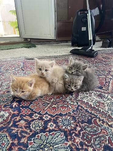 Отдам даром котят породистые отдам в хорошие руки 🙌