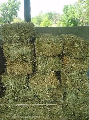 Продаю тюки в перемешку с камышами по 300 сом, остались 16 штук!