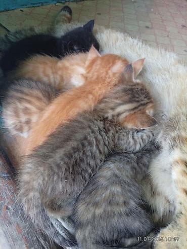 Мышыктар: Котята от домашней кошки - Помет разноцветных котят: рыжие, тигровые — 2