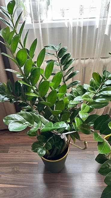 Бөлмө өсүмдүктөрү: Продаётся 2 замиокулькаса (долларовое дерево) 🌿 Редкий сорт - — 3