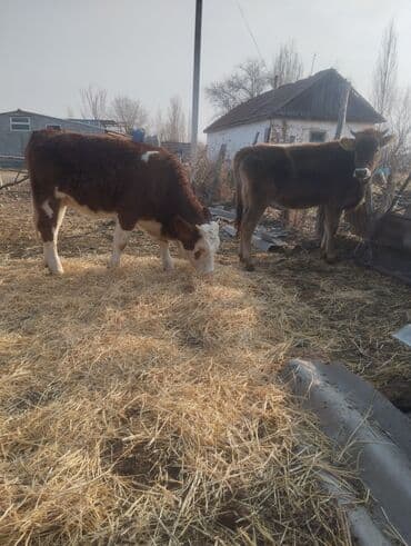 собака шпиц: Продаю | Бык (самец) | На откорм | Привязанные — 5