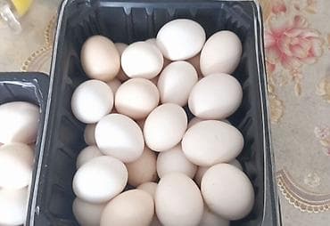 ханхяп куры яйценоскость: Продам карликов парами яйца несут
Куры петухи — 4