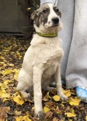 собака бульдок: Собака даром: Алабай, 5 месяцев, Самка, С прививкой — 3