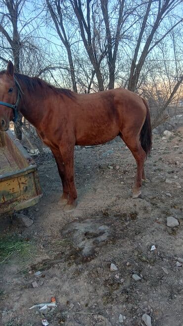 Продаю | Жеребец | Дончак | Конный спорт at lalafo.kg Продаю | Жеребец | Дончак | Конный спорт