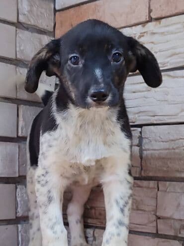 питомники собак бишкек: Ищем дом девочке. По достижении возраста гарантируем стерилизацию — 6