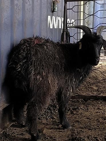 дойные козлы: Продаю | Коза (самка) | Для разведения — 2