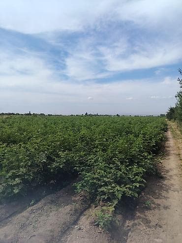 пром земли: 2 соток, Для сельского хозяйства, Договор купли-продажи — 4