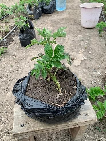 малина кг цена бишкек: Саженцы малина сорт Геракл(ремонтантный сорт, лучший среди сортов с — 2