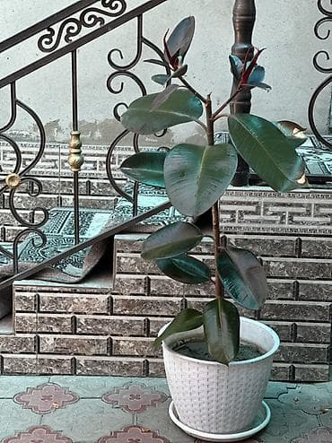 большой фикус: Фикус эластика (каучуконосный), сорт с темно-зелёной глянцевой — 1