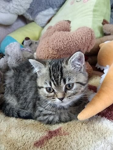 кошка бенгальская: Британские короткошёрстные котята в добрые руки — 5