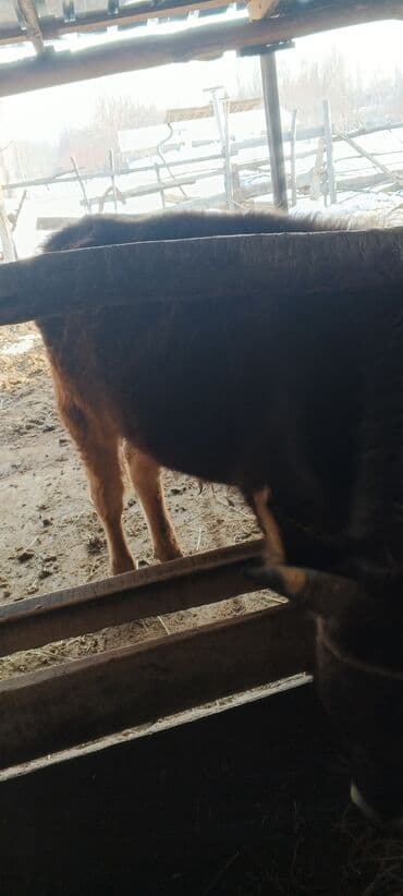 собака долматинец: Бычок жашы 1.3 айлык — 3