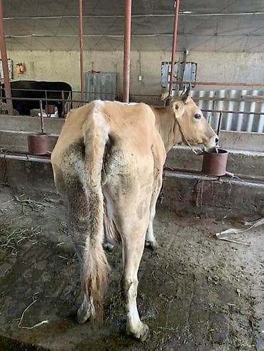 Продаю | Корова (самка) | Джерсейская | Для молока — 2