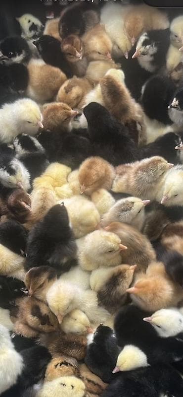 продам сено: Продаю | Цыплята | Для разведения — 1