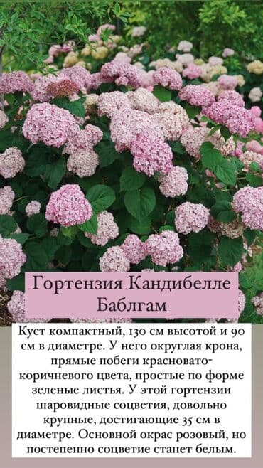 дерево орех купить: Огромный выбор кустарников! -Пузыреплодник -Айва японская - Вейгела - — 2