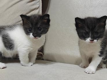 1 месяц, Девочка, Биколор, Приучена к лотку