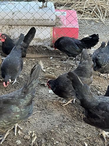 А/ч жаныбарлары үчүн тоюттар: Продам декоративных петух и кур яйца несут — 3