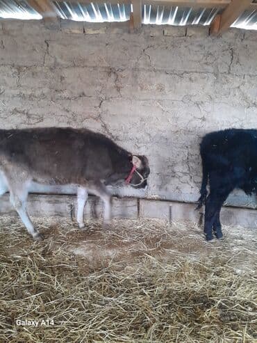 собака дом: Продаю | Музоо, торпок | На откорм | Привязанные — 7