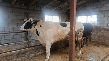 Коровы, быки: Продаю | Бык (самец) — 1