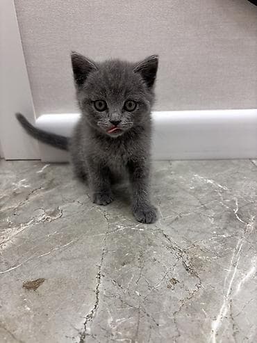 black cat: Британская короткошёрстная, 1 месяц, Девочка, Голубой, Приучена к лотку — 1