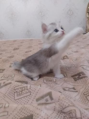 котенок сфинкса: Очаровательный котёнок шотландский скотиш страйт,небесно‑голубыми — 10