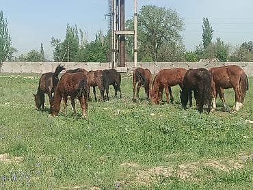 чёрный ящик: Продаю | Жеребенок — 5