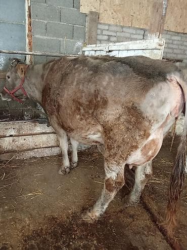 Башка жаныбарлар: Сатам | Уй (ургаачы) | Аргын, Швиц, Айршир | Көбөйтүү үчүн, Сүт алуу үчүн | Бооз, Музоологондон кийин, Байланган — 1