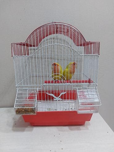 Другие животные: Попугай сатам- адрес Ош — 1