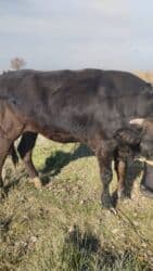 гидропонный зеленый корм цена: Продаю | Тёлка | Для разведения, Для молока | Стельные — 5