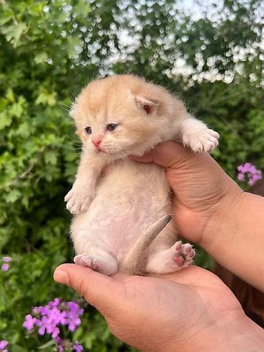 Продажа кошек: Шотландский вислоухий котёнок (скоттиш-фолд), окрас золотая шиншилла — 4